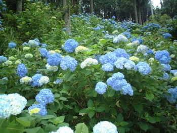 板取村の紫陽花へ行く!