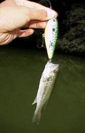 ���o�X�@7KB