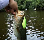 �������o�X36cm�@8KB