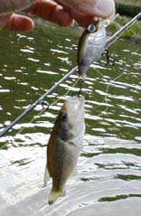 ���o�X�L���[�@�O���t�t�H���@12KB