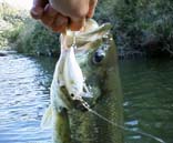 �R���o�b�g�N�����NSSR�y��@6KB