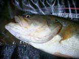 43cm@5KB