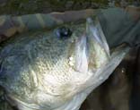 oX45cm@5KB
