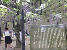 藤の花　12KB