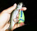 �K�E�f�B�ŏ��o�X�@5KB