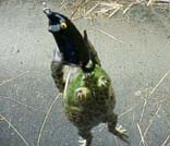 �H�p�K�G���@6KB