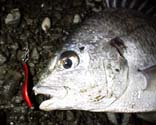 Lr35cm@4KB