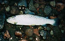 ���C���{�[�g���E�g�@10KB