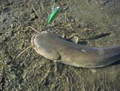 �~�ł��}�i�Y���q�b�g�@8KB