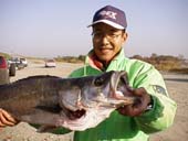 �D���i91cm�@6.5kg�j�@6KB