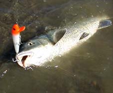 �j�S�C�ƃ��b�h�t�B���@8KB