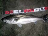 XYL82cm@4KB