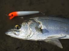 �X�Y�L�ƃ��b�h�t�B���@7KB