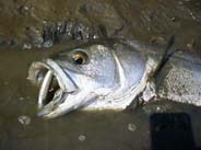 ���A�[�ۓۂ݃X�Y�L�@6KB