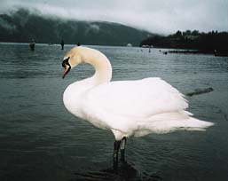 �ނ�ɖO�����甒���ƗV�ԁ@8KB