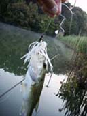 V-4�o�X��22cm�o�X�@6KB